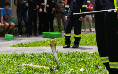 Snakes in the Workplace