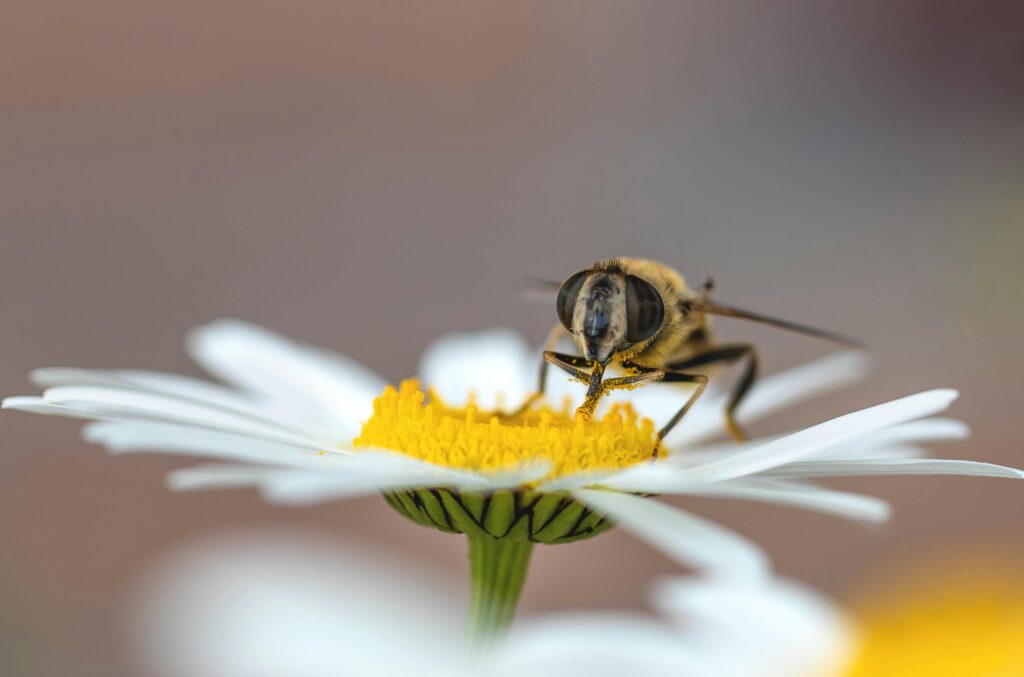 Bees and Wasps Safety