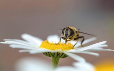Bees and Wasps Safety