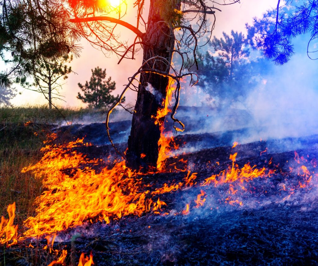 Wildfire Preparedness