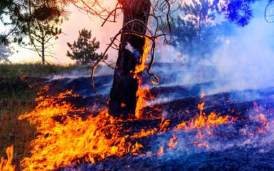 Wildfire Preparedness